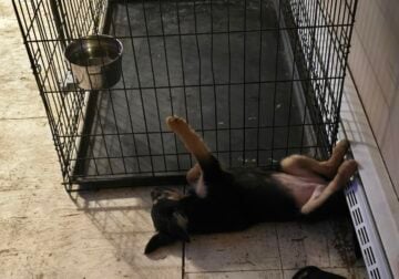 Rehoming German Shepard Mix