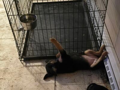 Rehoming German Shepard Mix
