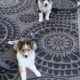 Shetland sheepdog puppies AKC registered for sale