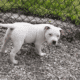 American bully pups ABKC papers. Great bloodlines