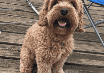 Beautiful full blooded Cavapoo