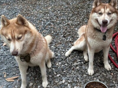Female Husky. 1Year NYC $600