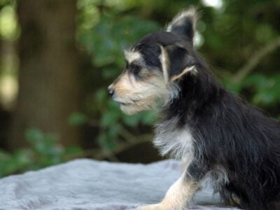 Beautiful Borkie Special – Puppy 3