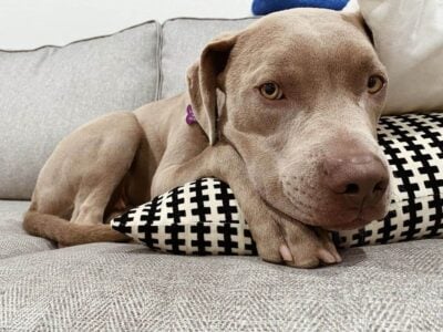 ISO: Weimaraner Pitbull Mix Puppy