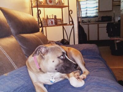 Need a forever home for our pitbull