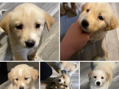 4 beautiful pups ready for their forever homes