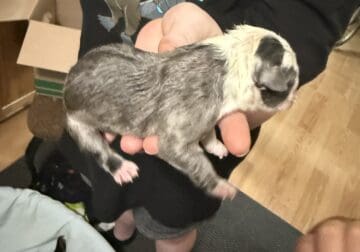 American bully’s