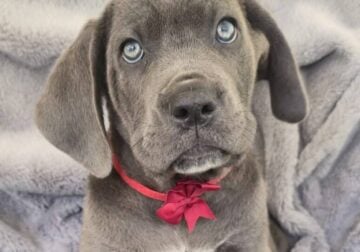 Bocephus