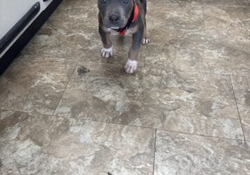 Xl bully