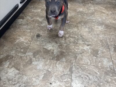 Xl bully