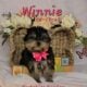 Yorkshire Terrier Puppies available