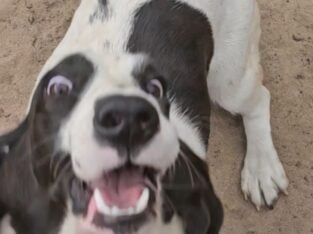 Tootsie Topaz