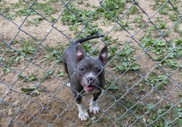American Bully Pockets