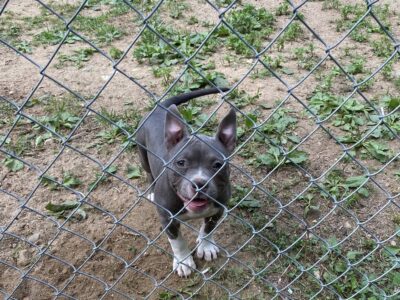 American Bully Pockets