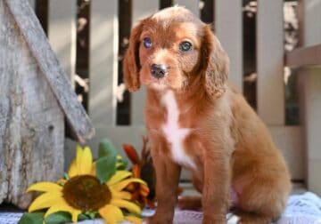 Cavapoo Puppy For Sale Millersburg OH Rhett