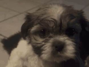 Shih tzu puppies for sale 500