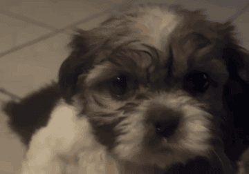 Shih tzu puppies for sale 500