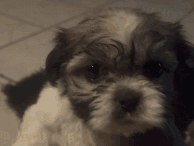 Shih tzu puppies for sale 500