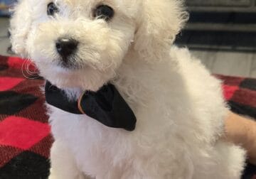 Male puppy poodle