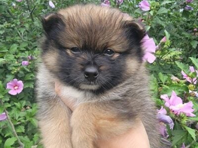 Pomeranians- 3 males