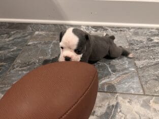 Olde English Bulldogge Puppies!