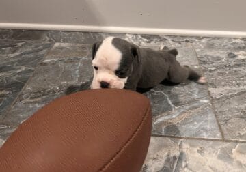 Olde English Bulldogge Puppies!