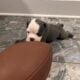 Olde English Bulldogge Puppies!