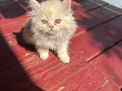 Persian kittens