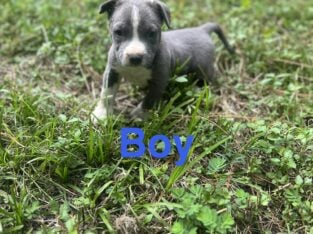 Beautiful Pitbull Puppies for Sale – Ready Soon!