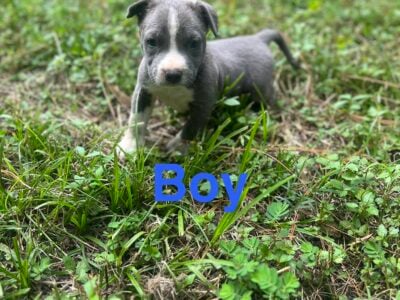 Beautiful Pitbull Puppies for Sale – Ready Soon!