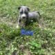 Beautiful Pitbull Puppies for Sale – Ready Soon!