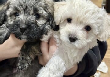 4 Maltipoo Puppies, Texas!