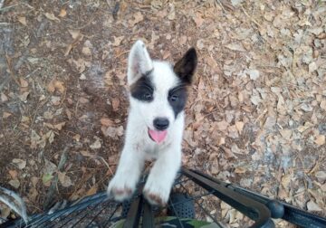 Adorable American Akita Girl Puppy MULAN