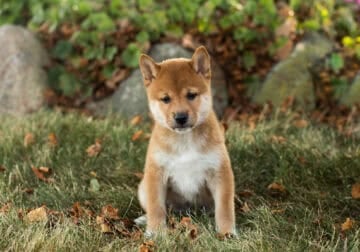 AKC Shiba Inu male pup in Indiana (Elliot)