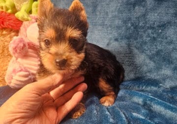 CKC Reg. Yorkie Puppies