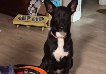 1 Year Old Female German Shepard Mix