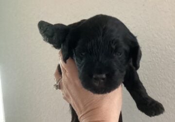 Black Female Golden Doodle