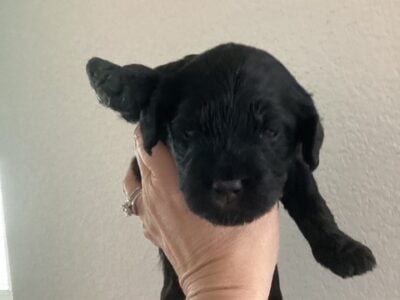 Black Female Golden Doodle