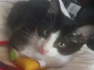 Inky ♡ looking for his forever home