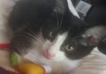 Inky ♡ looking for his forever home