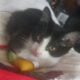 Inky ♡ looking for his forever home