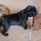 Blue Ribbon Generational Olde English Bulldogges