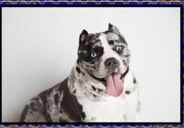 Micro American Bully