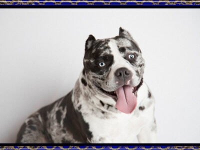 Micro American Bully