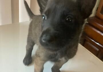 Belgian Malinois puppy