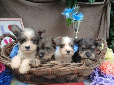Adorable Miniature Schnauzers