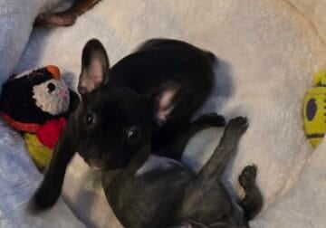 Two Frenchie puppies