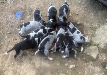 Bluetick Puppies