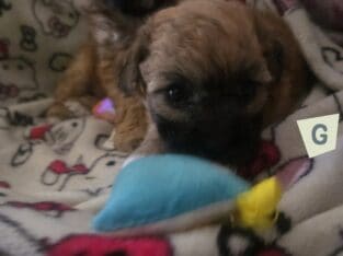 Maltipoos puppies