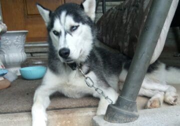 Free Siberian Husky